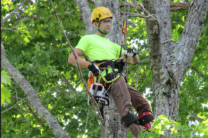 tree services